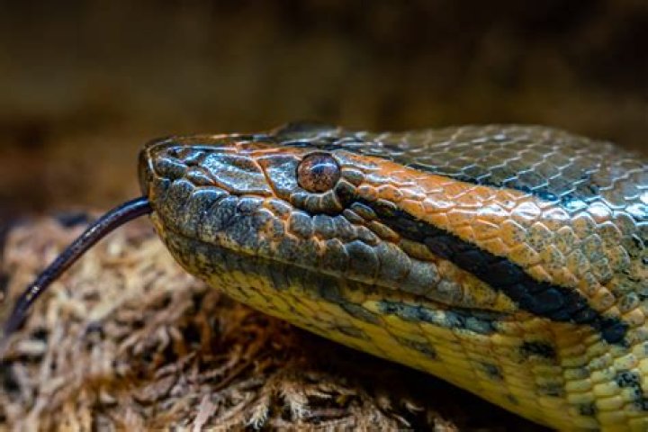 Discover The Secrets Of Snakes With Brittany Borges, The Snake Whisperer