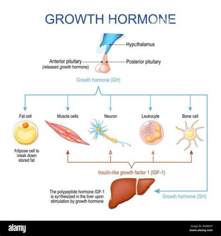HGH vs steroids | Is human growth hormone a steroid?