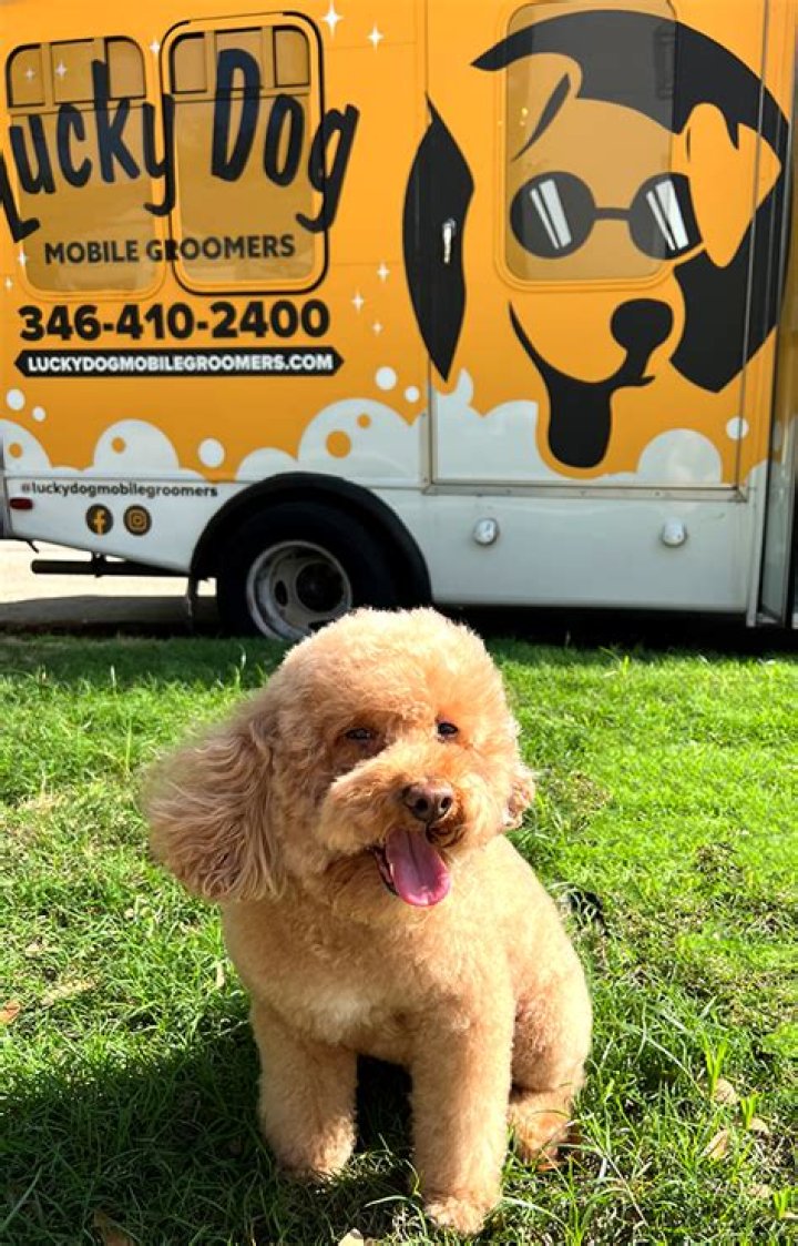 Local Mobile Dog Grooming near Victory Village
